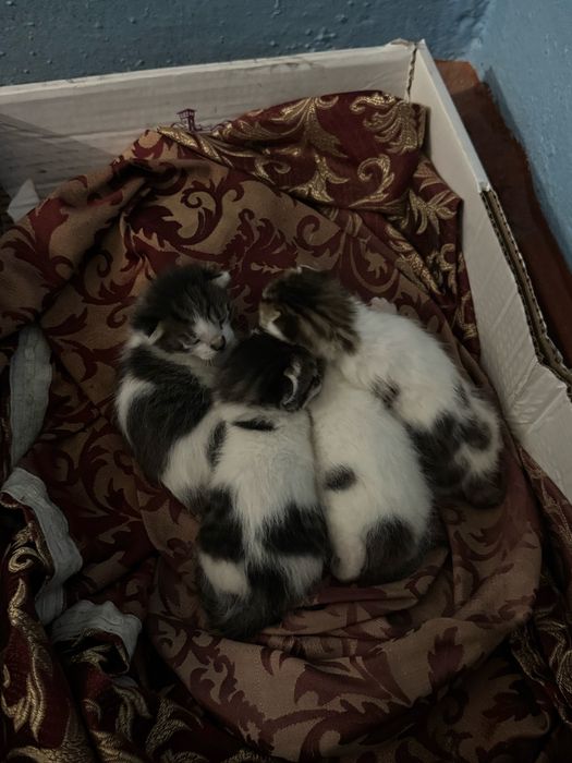 Отдам котят и кошку