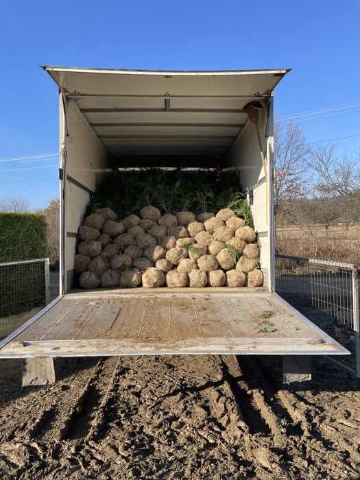 Pepiniera Rad pomi fructiferi si tuia Chiparos Leyland ( gard viu) Iaz