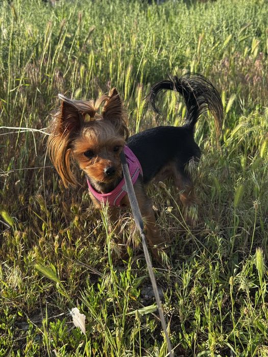 Пропала собака помогите найти