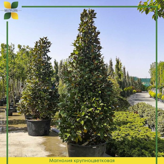 Магнолия на штамбе, магнолия оптом и в розницу