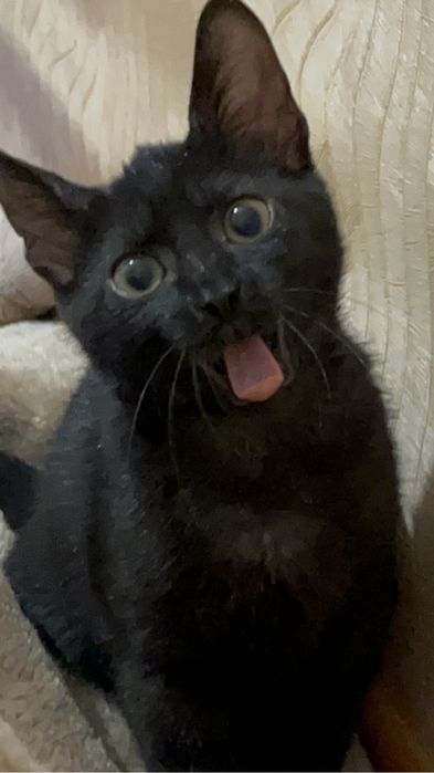 Пристраивается котёнок