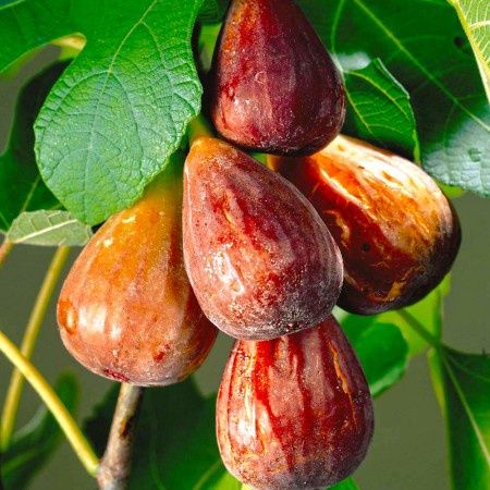 Pomi fructiferi  exotici smochin