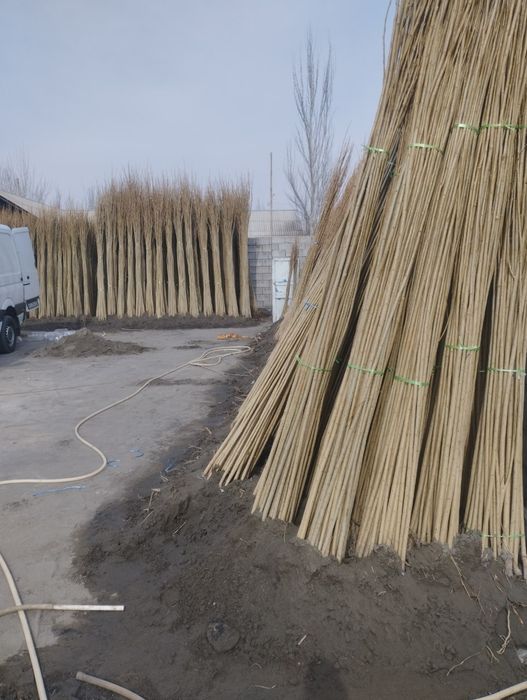 Terak koʻchat 800 soʻmdan