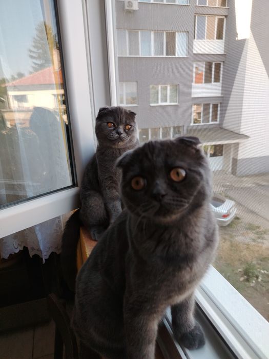 Шотландски котета