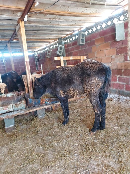 Жабағы, тай еркек ұрғашы