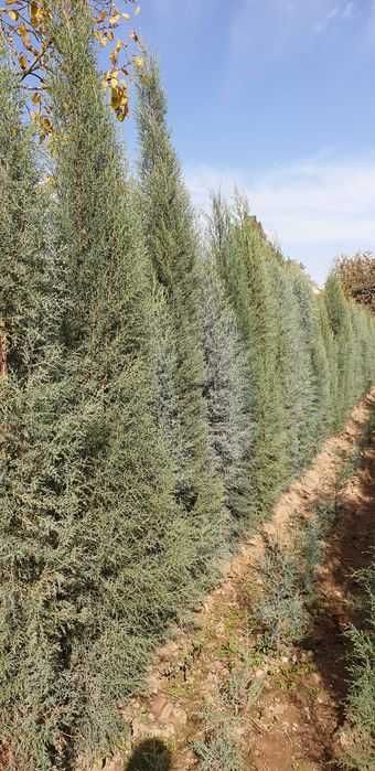 Archa ko'chatlari  sotiladi