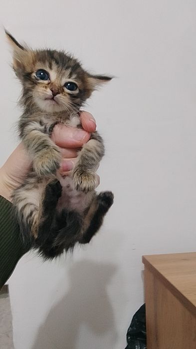 Срочно отдам котят