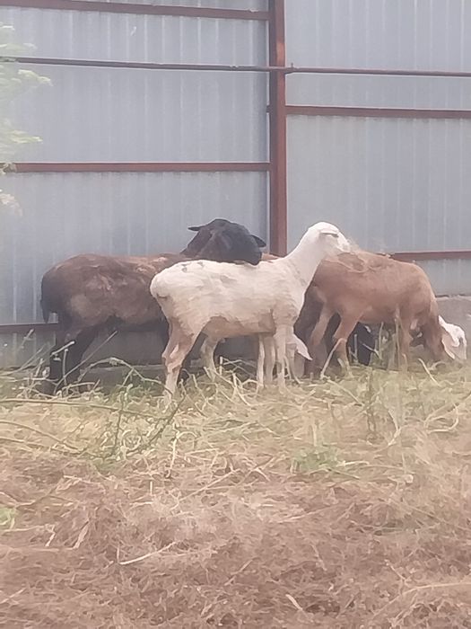 Продам жирных баран