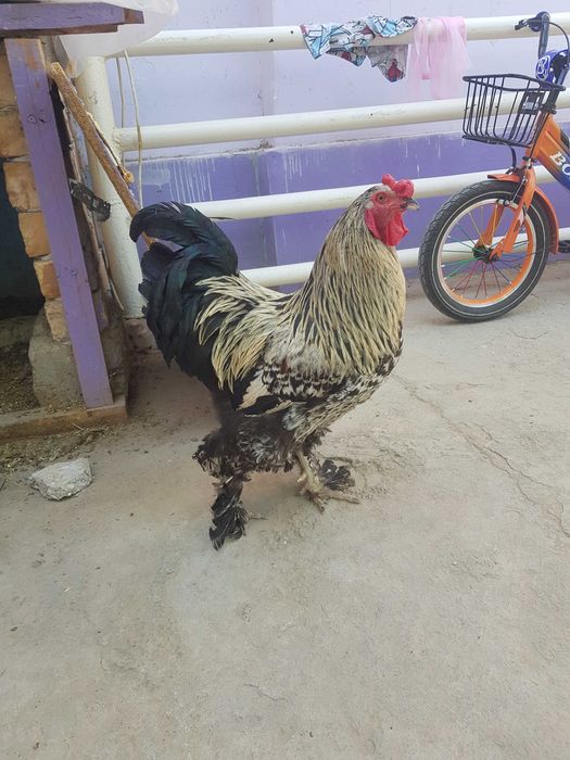 tovuq xuroz sotiladi