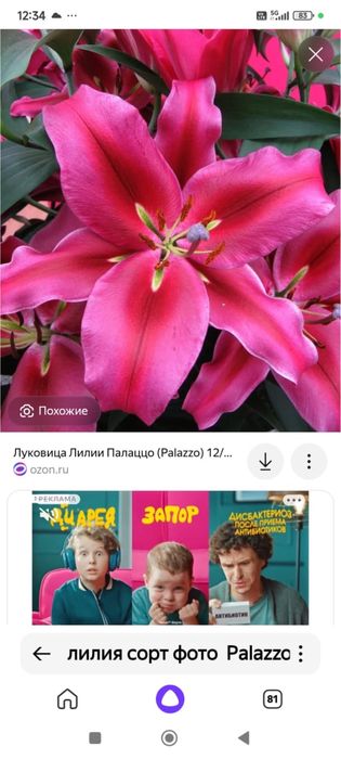 Лилии 10 сортов 1500