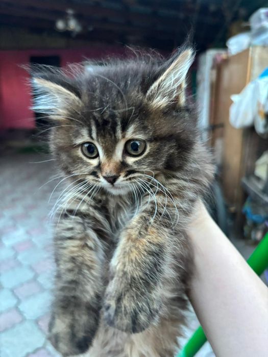 Отдаем красивого котеночка
