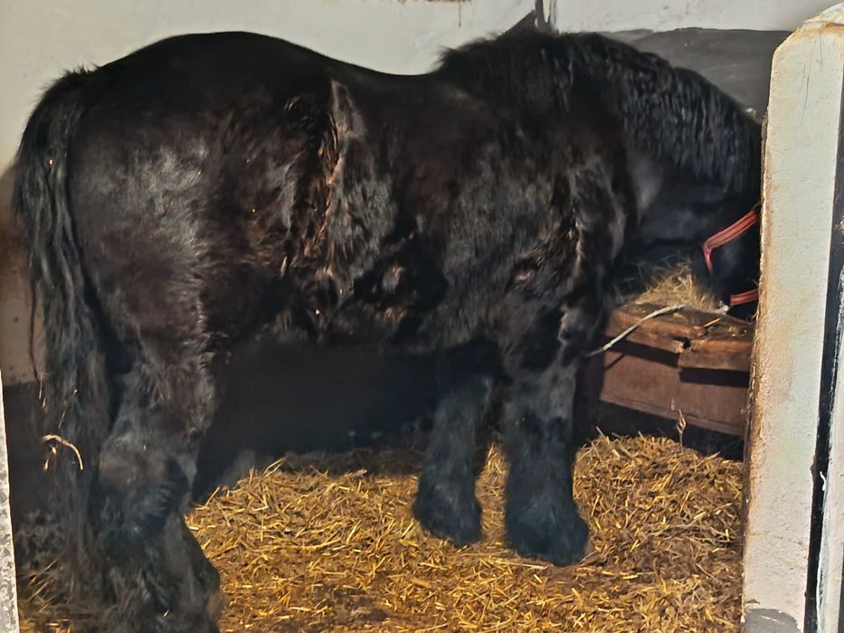 Vând iapa grea de 3 pe 4 ani