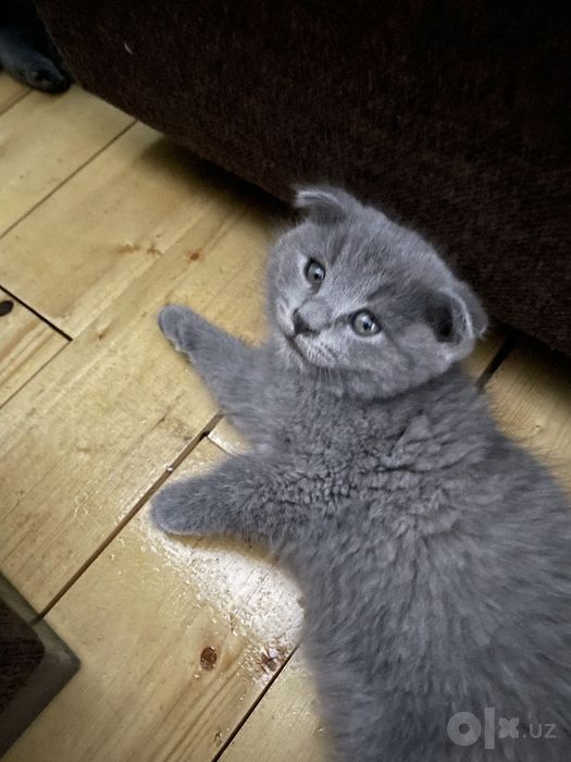 Scottish Fold mushukchalar