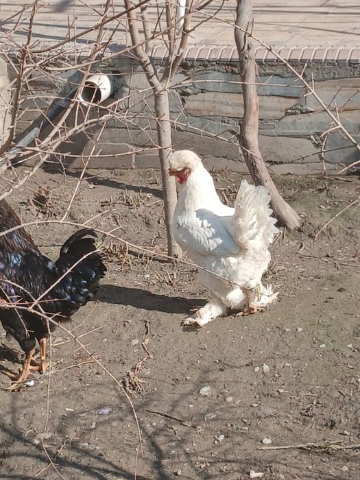 Брамма кокиллик соглом тавук