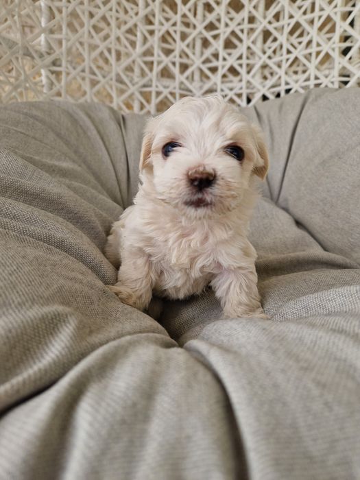 Bichon Maltez de vânzare