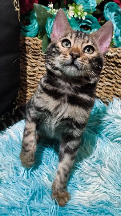 Золотые Девчушки : БЕНГАЛЬСКИЕ