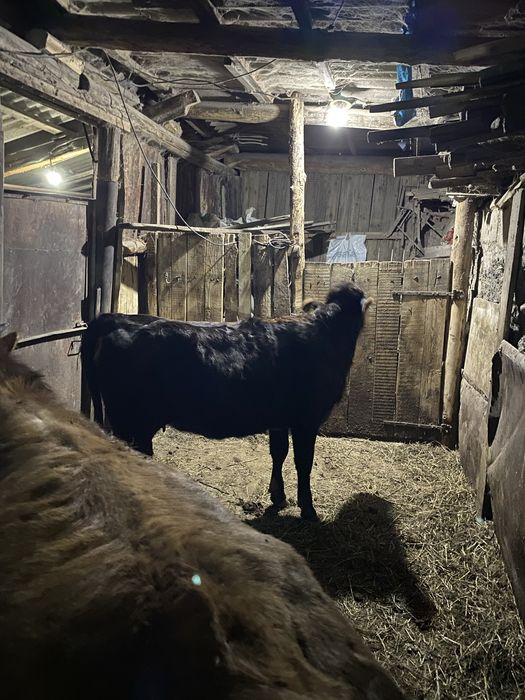 Прдается перва телка