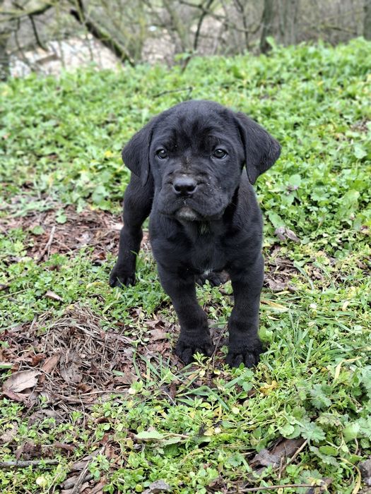 Кане Корсо Италиано