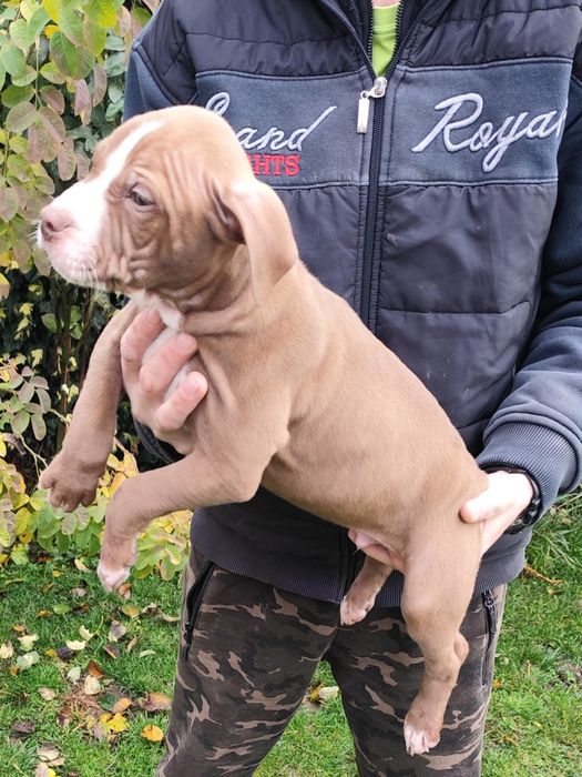 Питбул ред нос на 56 дни