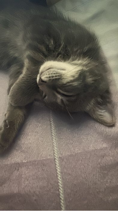 Отдам котят в хорошие руки