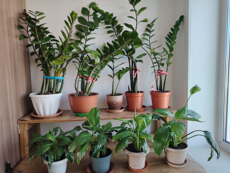 Продам долларовое дерево, алоэ, женское счастье