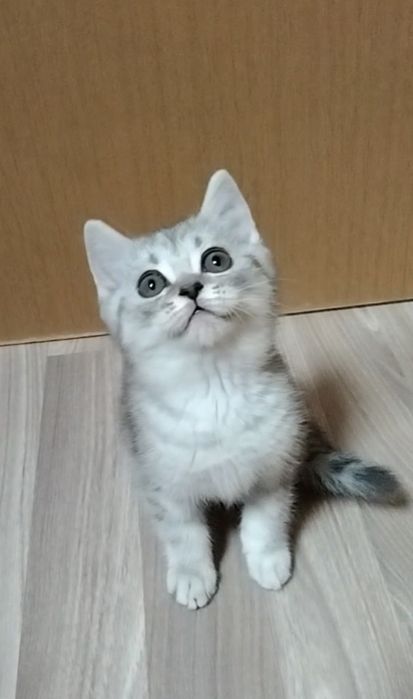 Шотландский Скоттиш страйт.