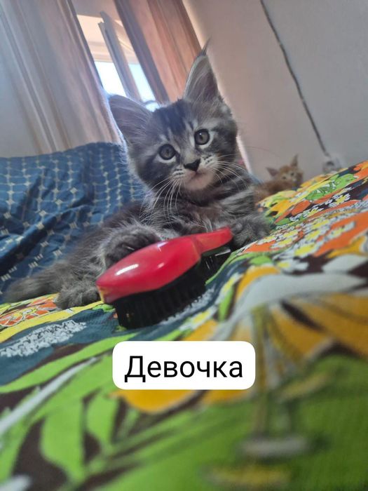 Котята Мэйн-кун. Продам