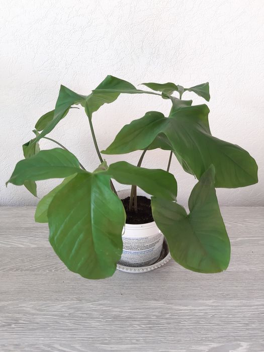 Комнатные цветы по 3000 тг