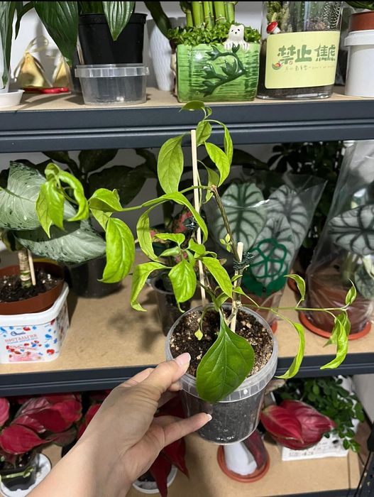 Комнатные растения