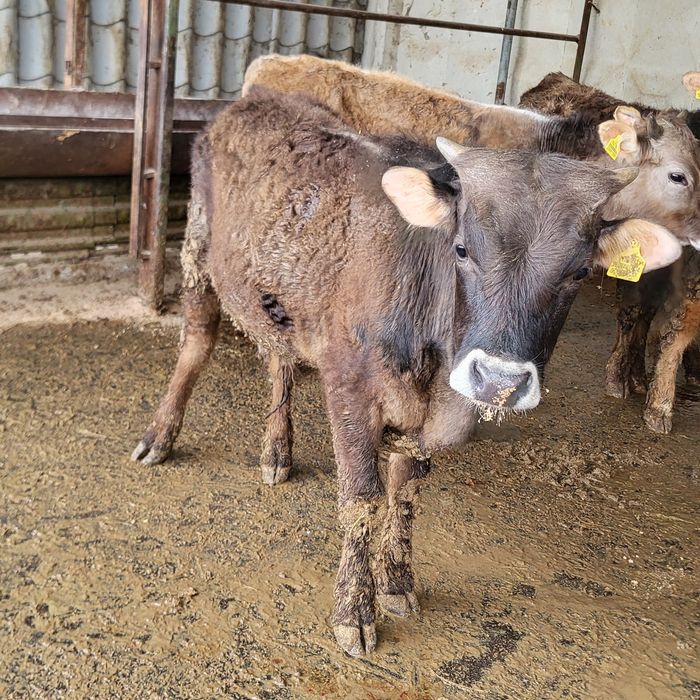 Продам 5 голов бычков