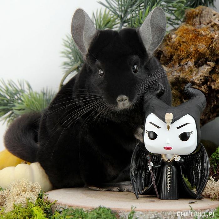 Pui chinchila chinchilla cincila sinsila