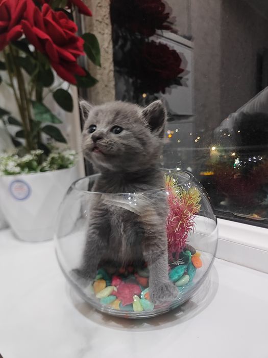 Продам котят британцы