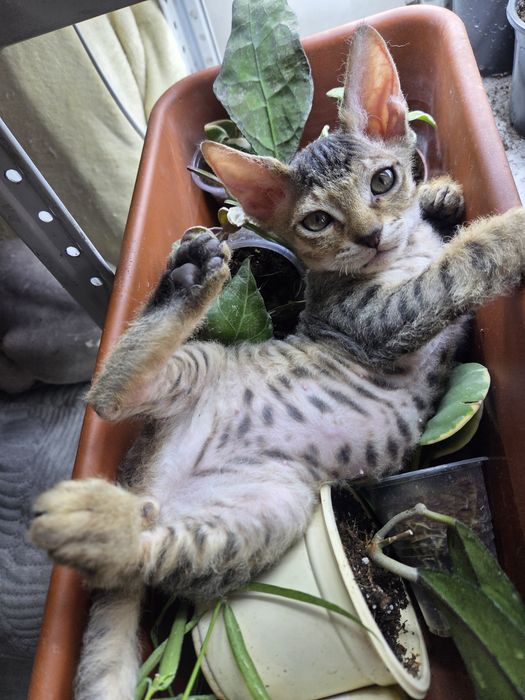 Продам   котенка