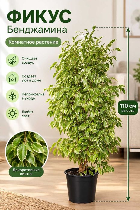 Продается Фикус Бенджамина