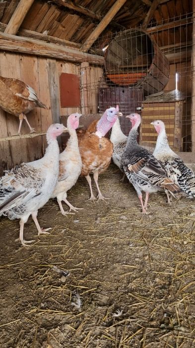 Disponibile oua de curcă.