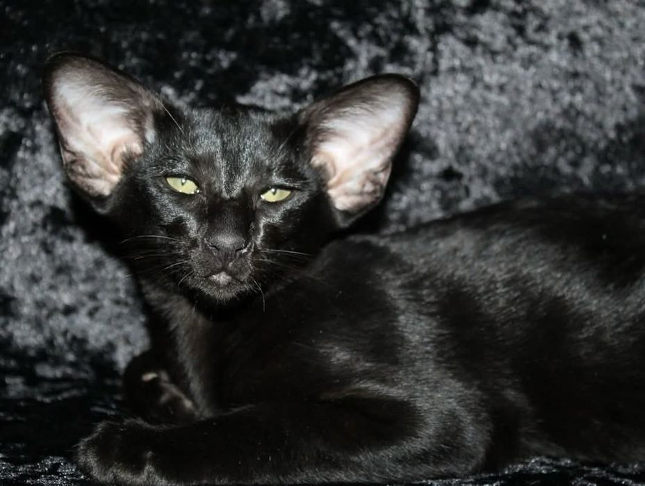 VIP. Ориентальные котята! Luxorio Katano