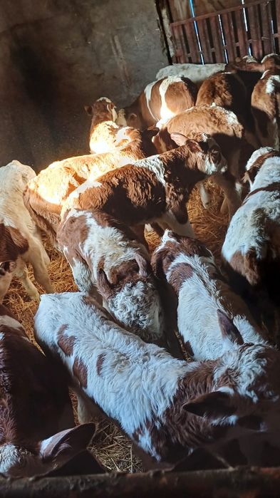 Disponibili 9 taurasi si 5 vitele