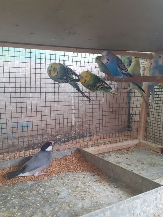 Papagali Perusi Pui și Maturi