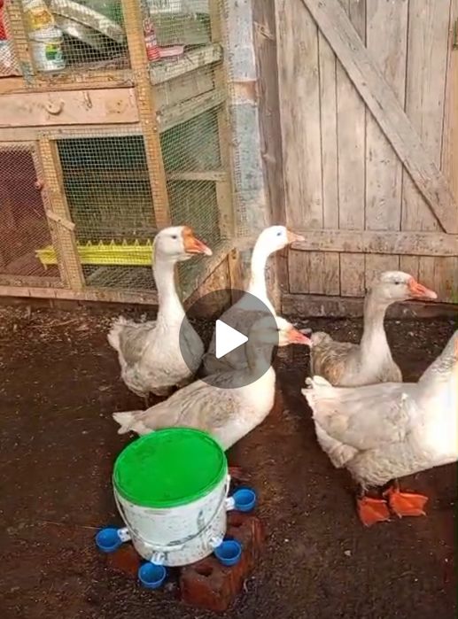 Продам Гусей Линда