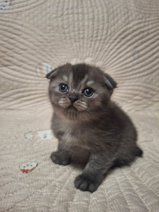 Милые страйтики и фолдики