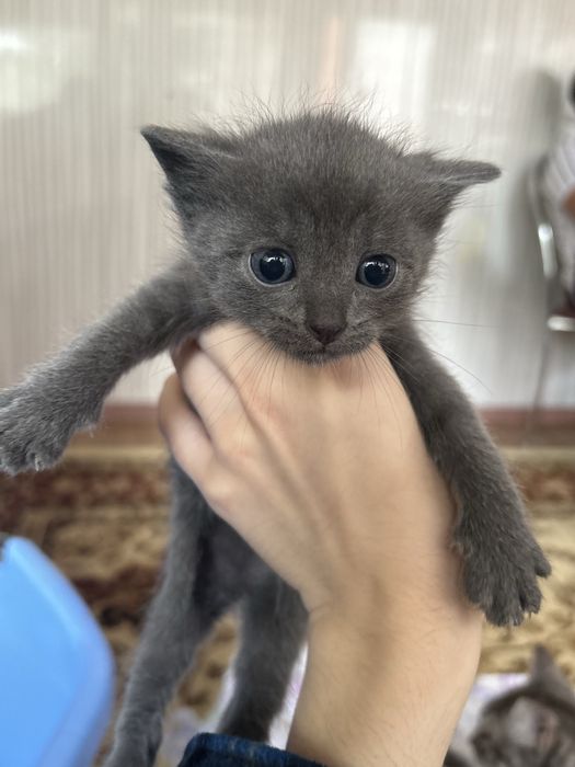 Отдам котят в добрые руки