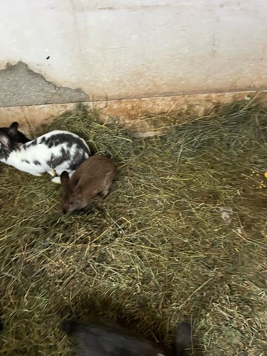 Vând iepuri pui/adult diferite rase