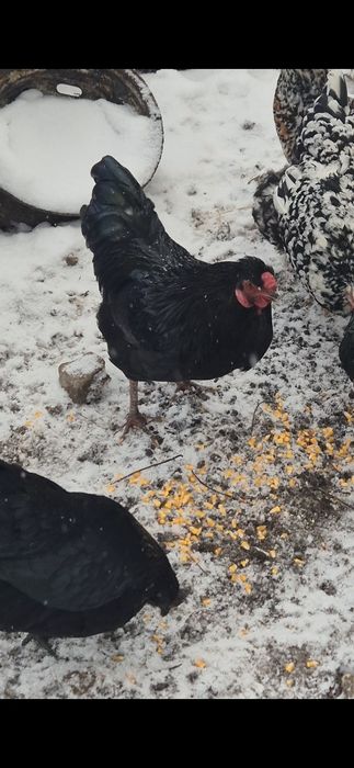 Cocoși din februarie 2025