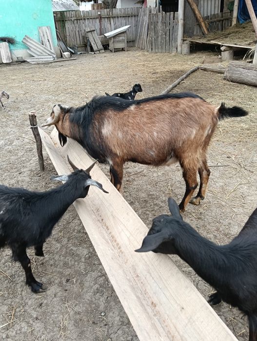 Vând țap anglonubian .