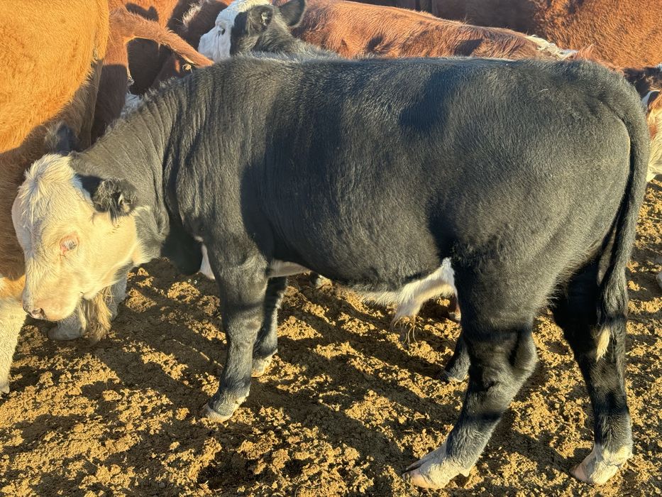 Продам подсос бычков