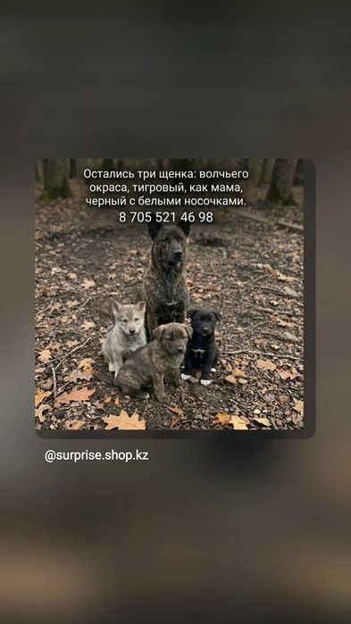 В  добрые   руки