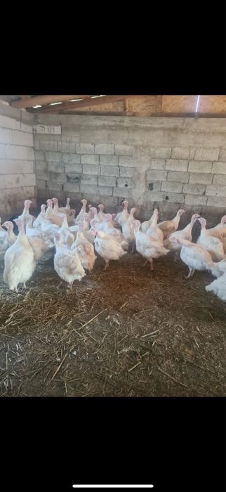 Curci si curcani albi de carne