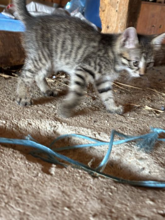 Малки котенца подарък