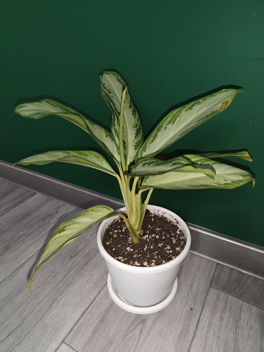 Продам домашнюю Аглонему