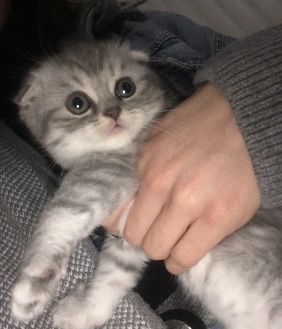 Шотландские котята вислоухие